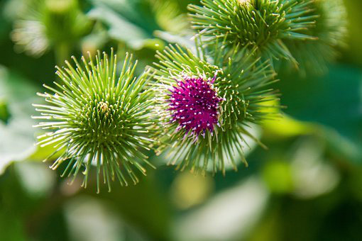 L’extrait de Bardane - Arctium Majus