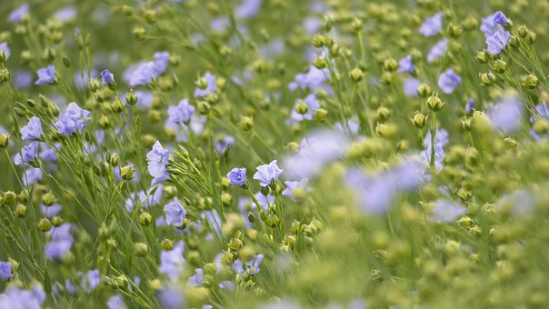 L’Huile de Lin (Linum Usitatissimum)