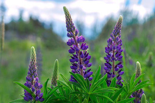 La Fleur de Lupin (Lupin Protein)