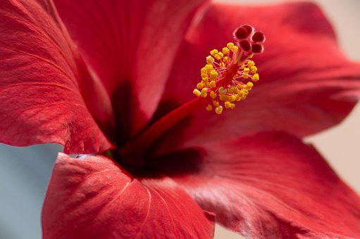 Les Acides de Fleurs D’Hibiscus (Hibiscus Sabdariffa)