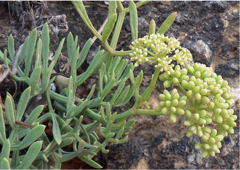 La Criste Marine (Crithmum Maritimum)