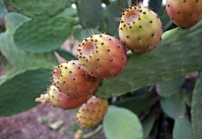 Le Gel de Figue de Barbarie (Opuntia Ficus-Indica)