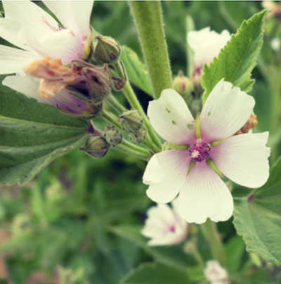 La Racine de Guimauve Officinale (Althaea officinalis)