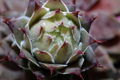 L’Extrait de Joubarbe, l’Aloe Vera Des Montagnes (Sempervivum tectorum)