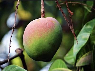 Le Beurre de Mangue Sauvage (Irvingia Gabonensis)