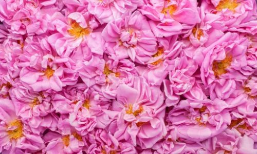 Huile de rose de Damas : propriétés et bienfaits