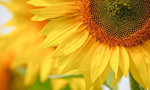 Les bienfaits de la fleur de Tournesol