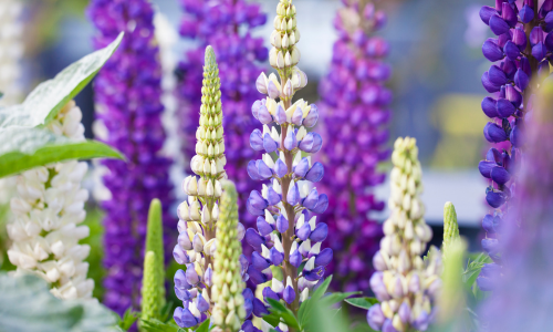 Les vertus de la Fleur de Lupin